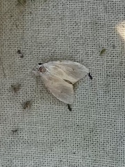 Dasychira vagans
