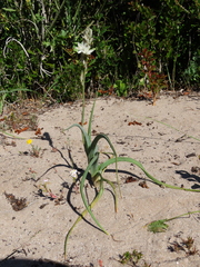 Chlorophytum graminifolium