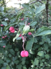 Euonymus europaeus