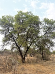 Vachellia karroo
