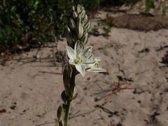 Chlorophytum graminifolium