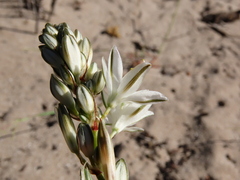 Chlorophytum graminifolium