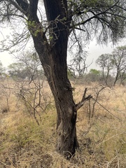 Vachellia karroo