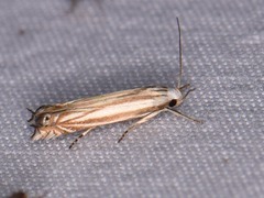 Polyhymno luteostrigella