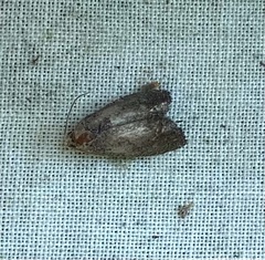 Olethreutes inornatana