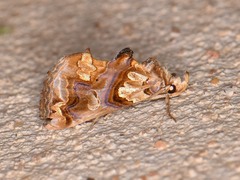 Plusiodonta compressipalpis