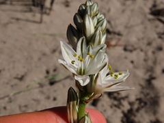 Chlorophytum graminifolium