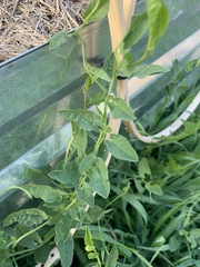 Convolvulus