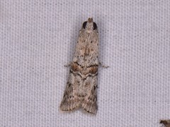 Zamagiria australella