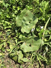 Echinodorus cordifolius