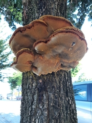 Inonotus