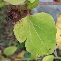 Arctium