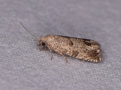 Pelochrista consobrinana