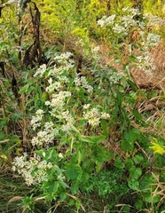 Eupatorium