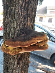 Inonotus
