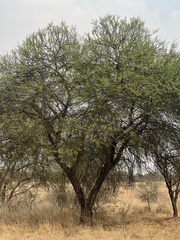 Vachellia karroo