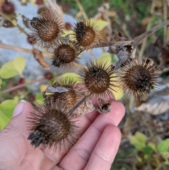 Arctium