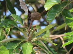 Brachylaena discolor