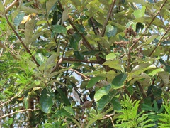 Brachylaena discolor