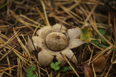 Geastrum triplex