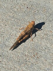 Trimerotropini