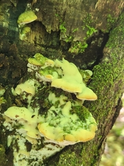 Rigidoporus populinus