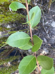 Maytenus procumbens