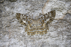 Amblychia pardicelata