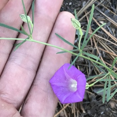 Ipomoea plummerae