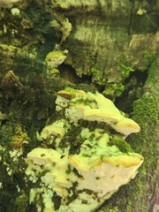 Rigidoporus populinus