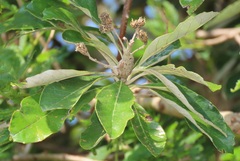 Brachylaena discolor