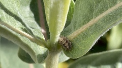 Dioprosopa clavata