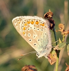 Polyommatus thersites