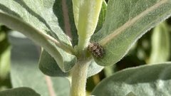 Dioprosopa clavata
