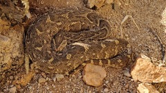 Bitis arietans