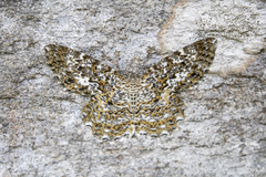 Amblychia pardicelata