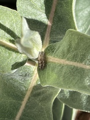 Dioprosopa clavata