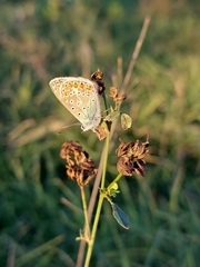 Polyommatus thersites