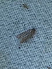 Dichomeris ligulella