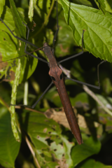 Pseudophasma phthisicum