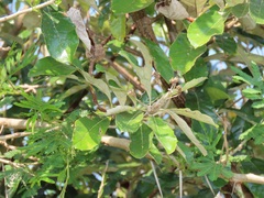 Brachylaena discolor