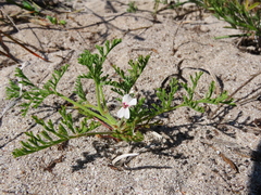 Pelargonium senecioides