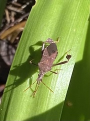 Leptoglossus oppositus