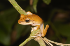 Boana multifasciata