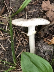 Amanita multisquamosa