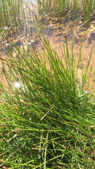 Schoenoplectus americanus