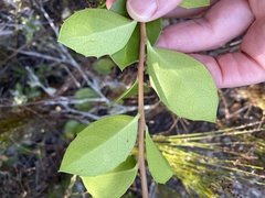 Maytenus procumbens