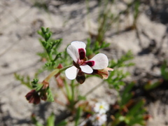 Pelargonium senecioides