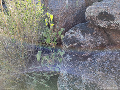 Abutilon abutiloides