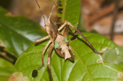 Pterochroza ocellata